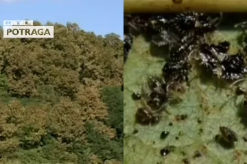 Hrastove stjenice ugrozile šume, stručnjaci upozoravaju na katastrofu: 'Ovo izgleda sablasno'