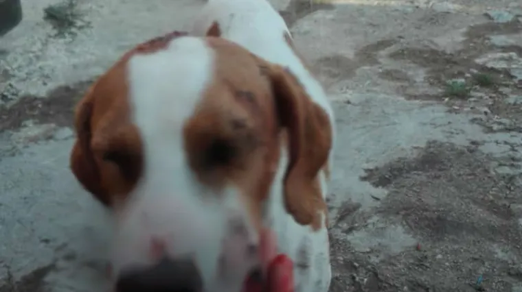 Kod Zadra je susjed istukao psa i kompletno mu smrskao vilicu