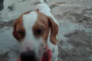 Kod Zadra je susjed istukao psa i kompletno mu smrskao vilicu