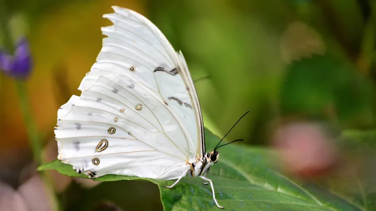 Leptir kupusar kao &scaron;tetnik vrtnih biljaka