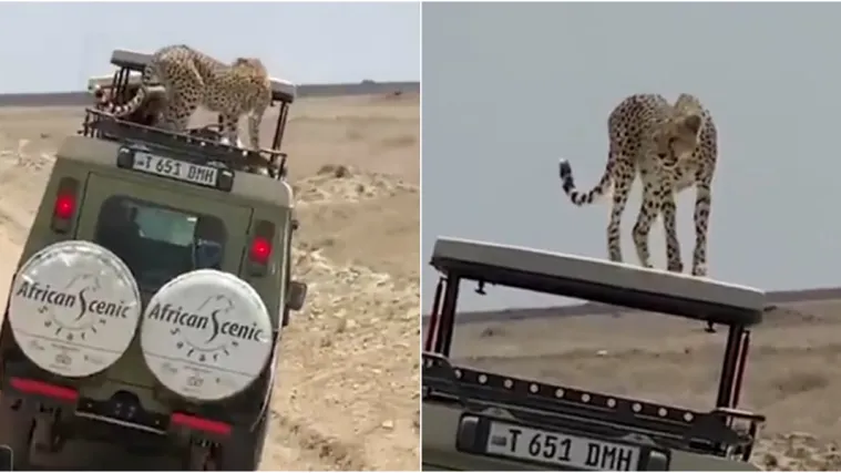 VIDEO Američki turisti 'umrli' od straha na safariju: Pogledajte tko im se na&scaron;ao na krovu džipa