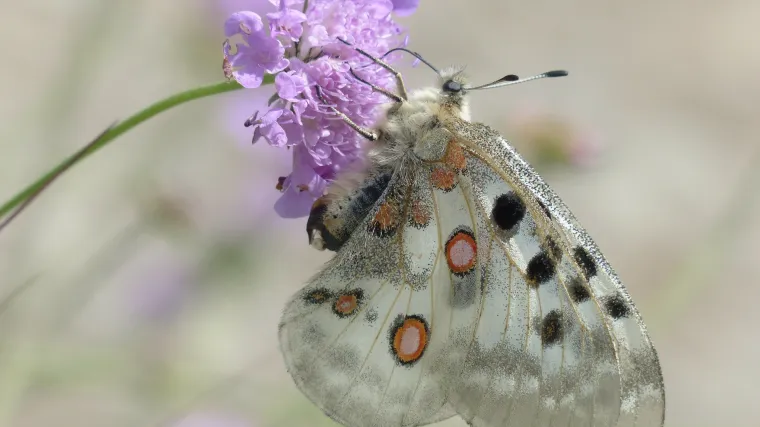 Apolon leptir - najljep&scaron;i hrvatski leptir