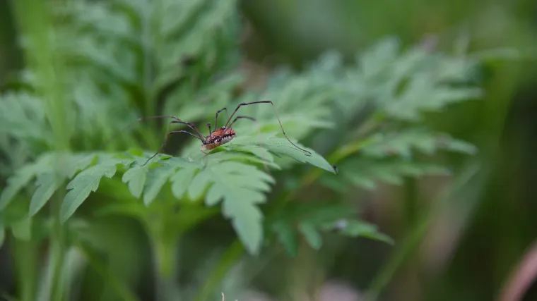 Znate li kojoj vrsti pauka pripadaju dugonogi pauci?