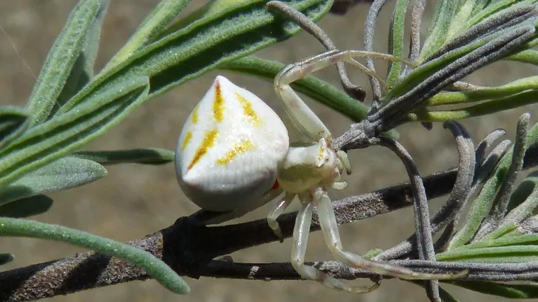 Kakav je račji pauk i po čemu je ovaj pauk specifičan