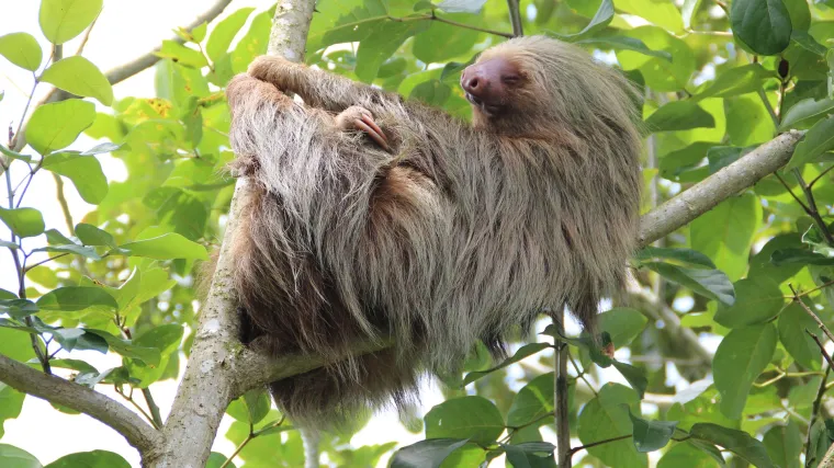 Znate li kakva je ljenjivac životinja?
