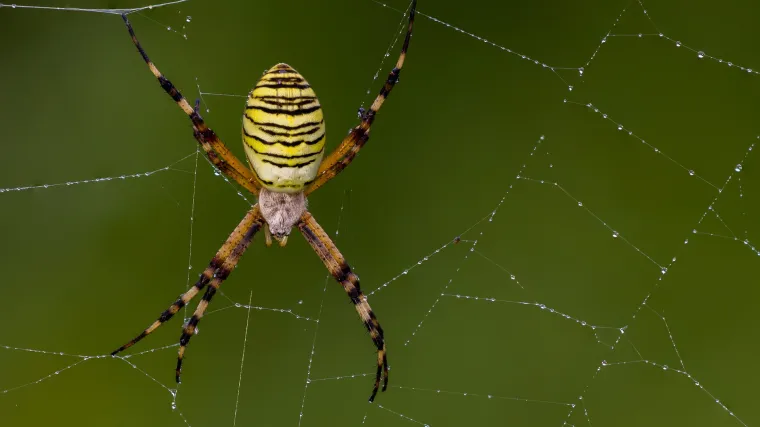 Osoliki pauk kao koristan pomagač u vrtu
