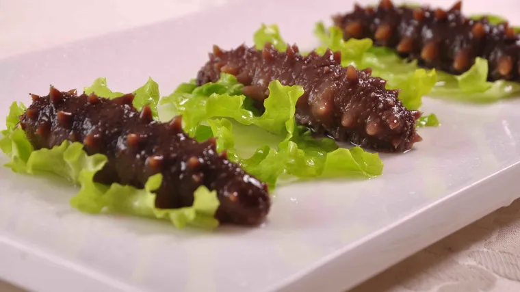 Morski trpovi  zanimljive životinje mora i oceana