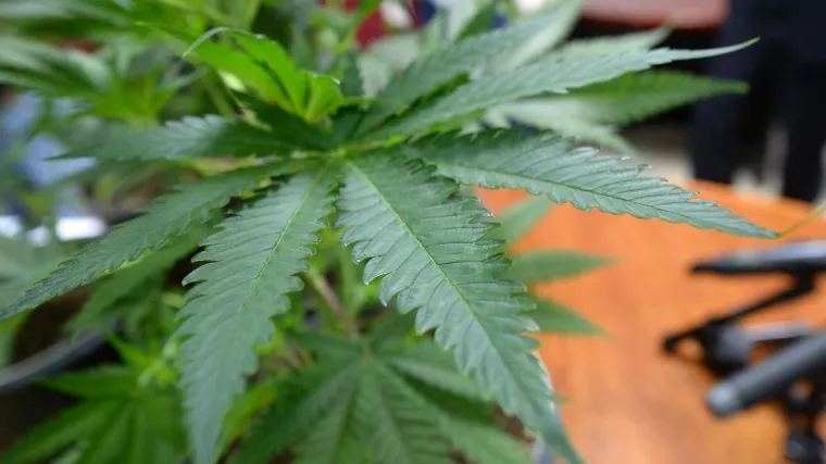 Dečki si zasadili 'travu' na polju kod Fažane, policija ih uhitila prilikom zalijevanja