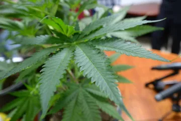 Dečki si zasadili 'travu' na polju kod Fažane, policija ih uhitila prilikom zalijevanja