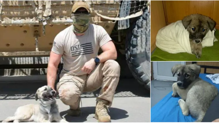 Neraskidiva ljubav vojnika i psa: Hrvatski specijalac iz Afganistana želi vratiti kući mje&scaron;anku Ares