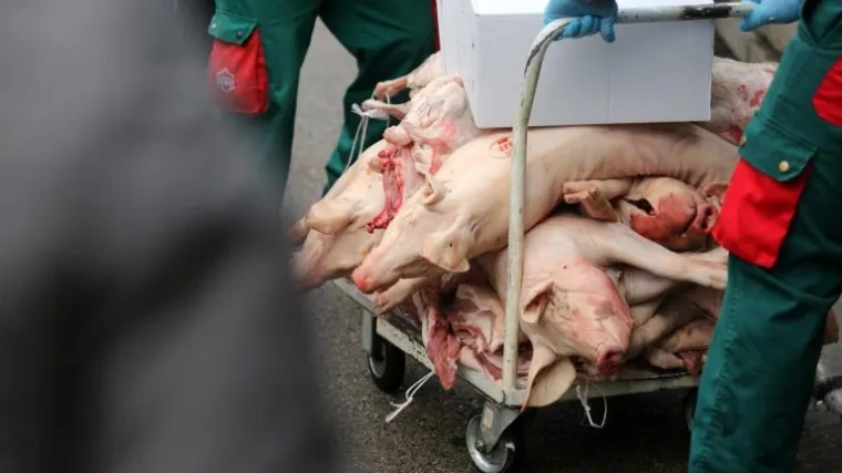 Bolest nije opasna za ljude, no cijene mesa su podivljale