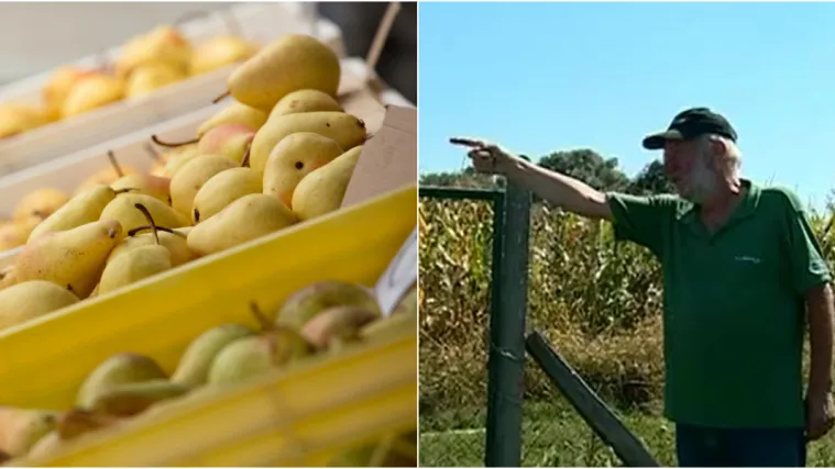 Ukrali mu dvije tone kru&scaron;aka! '&Scaron;lagiralo me! Nikamo nisam mogao, sjeo sam pod stup i plakao'