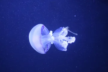 Po čemu se razlikuju slatkovodna meduza i morska meduza