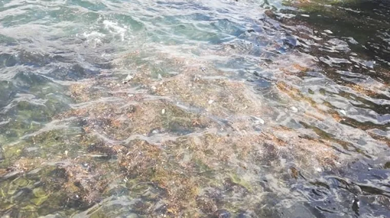 'Sramotno i odvratno'! &Scaron;okantan prizor za goste u Dubrovniku: Tri mrtva &scaron;takora plutaju u moru