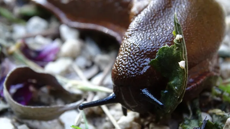 Nametnici u vrtu: Kako se najlakše riješiti puževa u vrtu?
