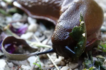 Nametnici u vrtu: Kako se najlakše riješiti puževa u vrtu?
