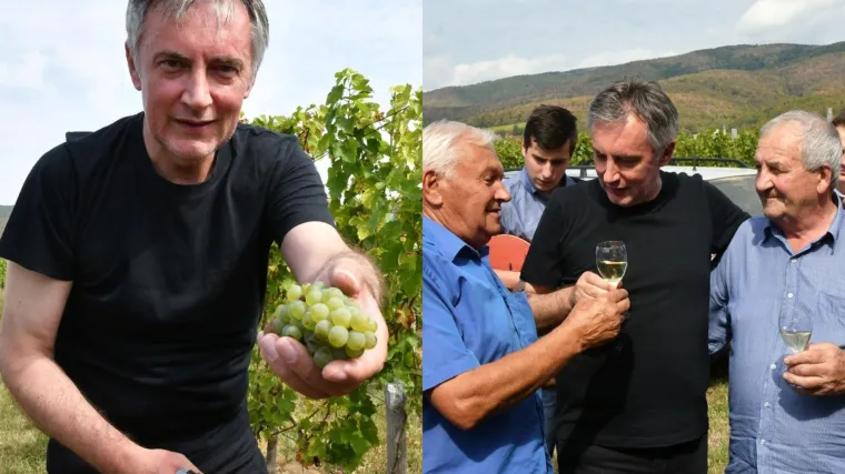 &Scaron;koro brao grožđe, komentirao politiku pa sve začinio bećarcem: 'Ljudi moji, zna i svaka baba...'