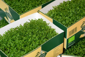 Kako se bere salata i kako se transportira salata do korisnika