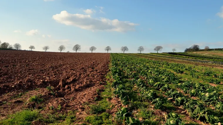 Folijarna prihrana u povrtlarskoj proizvodnji