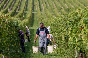 Berba grožđa - najbolje vrijeme za berbu grožđa