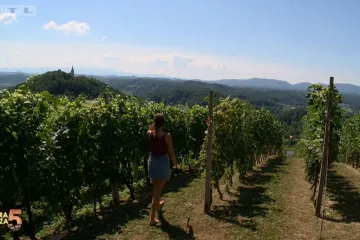 Kada i kako se radi prihrana vinograda?