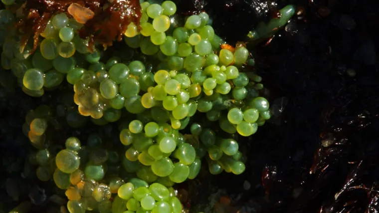 Koje su najpoznatije invazivne vrste u Hrvatskoj?