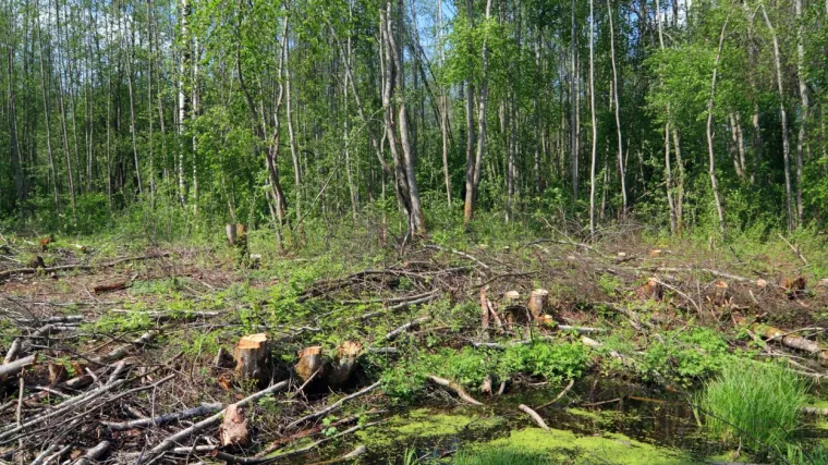 &Scaron;ikara značenje: &Scaron;to je to &scaron;ikara i kada nastaje?