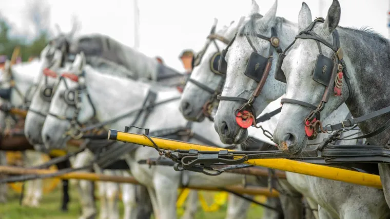 Najljep&scaron;i konji iz Hrvatske, Austrije i Slovenije okupili se na reviji u Svetom Ivanu Zelini