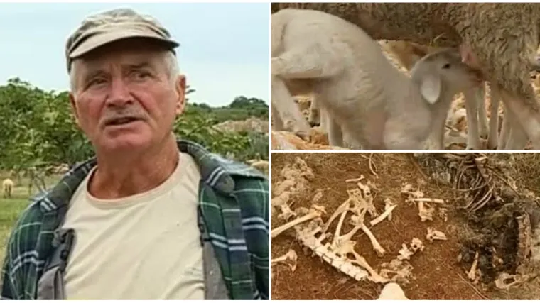 Očajni stočar: 'Čagljevi su mi samo ove godine zaklali vi&scaron;e od 50 ovaca. &Scaron;teta je veća od 5000 eura'