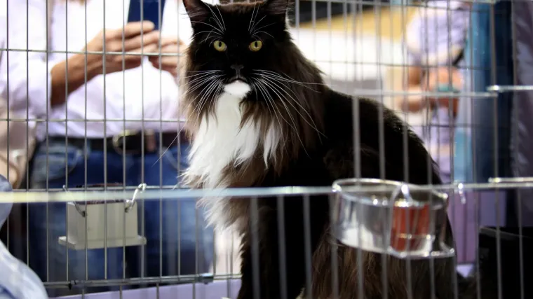 Pripitomljene prije vi&scaron;e tisuća godina: Znate li kako izgleda bezdlaka ili najmanja mačka na svijetu?