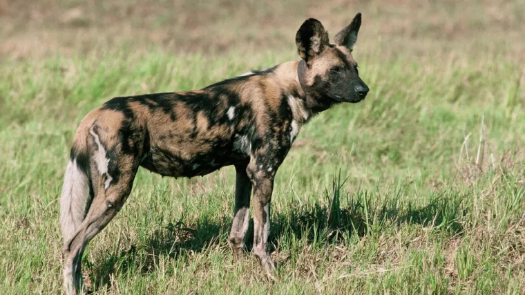 Afrički divlji pas: Upoznajte ovog sisavca iz porodice pasa