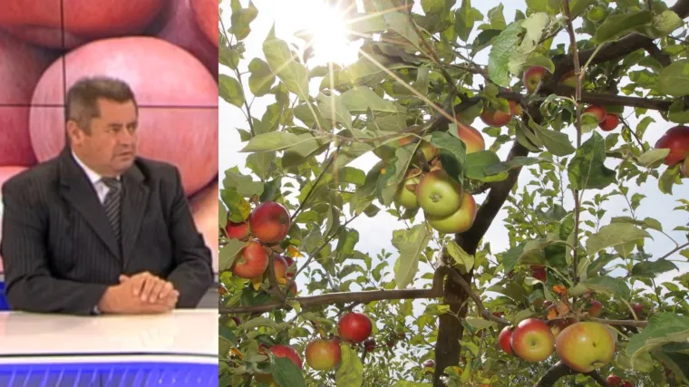 Voćari upozoravaju na stare uvozne jabuke u trgovinama: 'Čitajte sitna slova i gledajte peteljku'