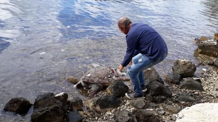 Gliser raskomadao morsku kornjaču staru 25 godina