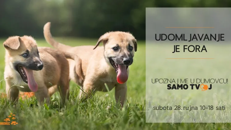 Ne propustite učiniti dobro djelo: Na udomljavanje u Zagrebu čeka 150 pasa