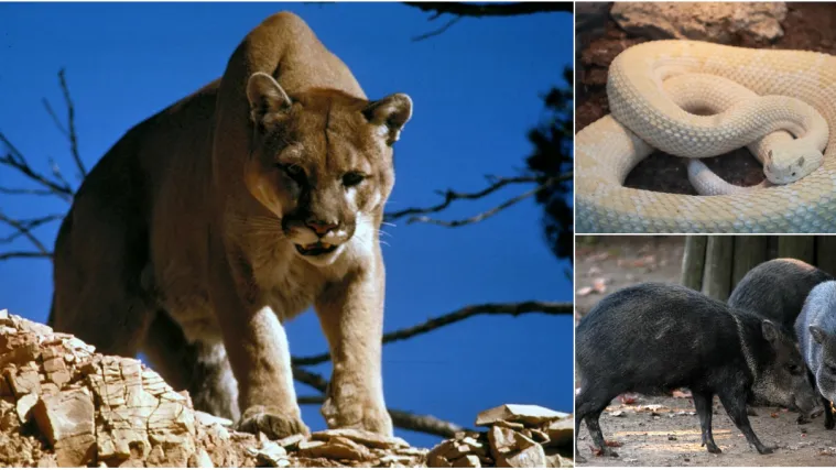 Sve zvijeri pronađene u Zagrebu i okolici zavr&scaron;e na jednome mjestu: 'Imali smo posla i s pumom'