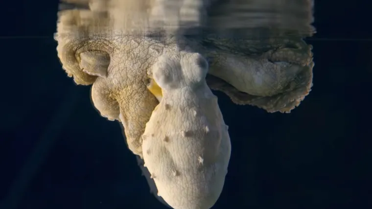 VIDEO Fascinantno otkriće! Pogledajte &scaron;to hobotnica radi dok spava: 'Ovo je dramatičan trenutak'