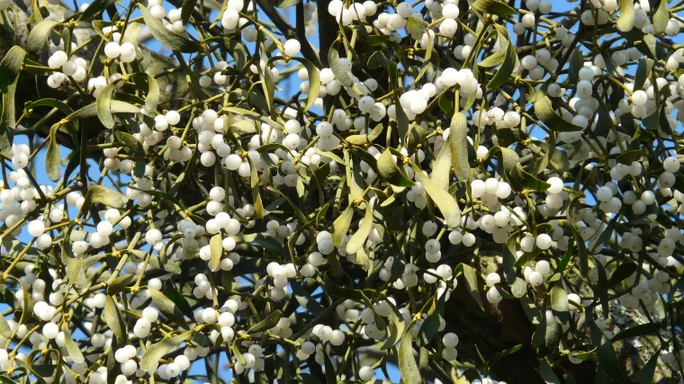 Najbolje vrijeme kada se bere imela