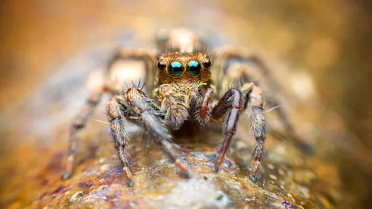 'Neki kupuju eterična ulja, a ja sam iskoristila ono što imam'