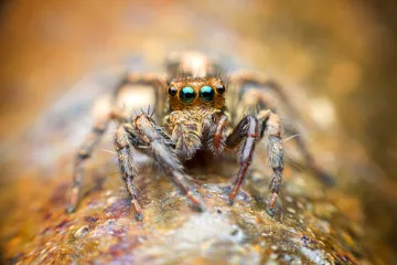 'Neki kupuju eterična ulja, a ja sam iskoristila ono što imam'