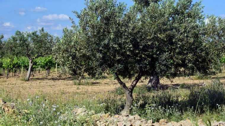 Casaliva maslina - Koliko poznajete ovu sortu maslina?