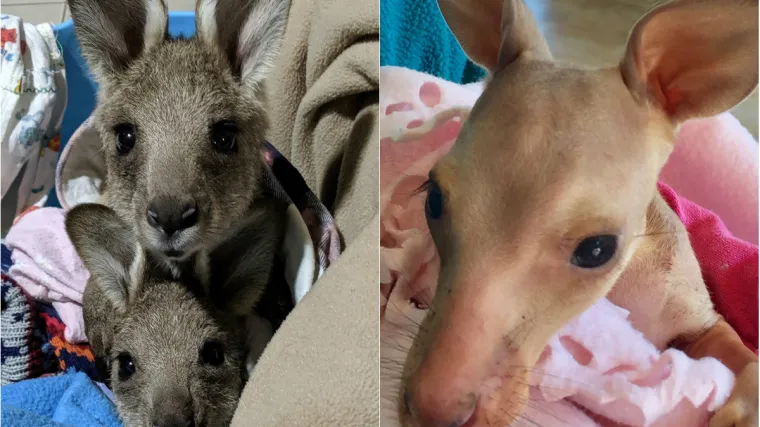 'Bilo je to čisto, besmisleno klanje'