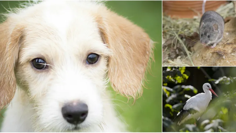 Zagrebački ZOO i Azil Dumovec organiziraju vikend posvećen za&scaron;titi životinja