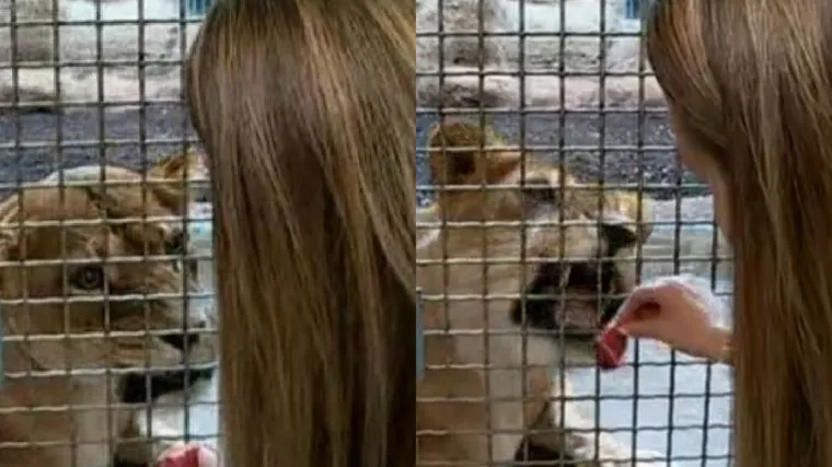 Oči u oči s kraljem životinja: Na&scaron;a Ružica hranila lava, pogledajte kako je to izgledalo!