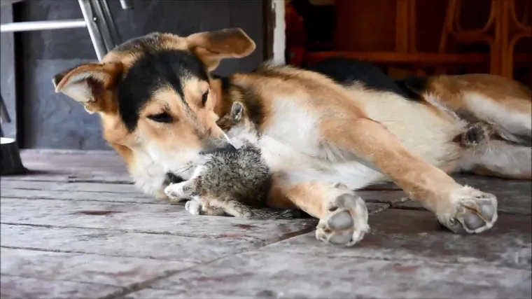 Pravi prijatelji se poznaju u nevolji: Lesi je spasio mačića Toma s deponija, a sad su nerazdvojni