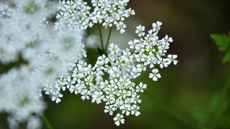 Mirisna čehulja - provjerite o kojem mirisu govorimo