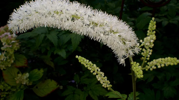 Koliko poznajete samoniklu biljku plavi koho&scaron;?