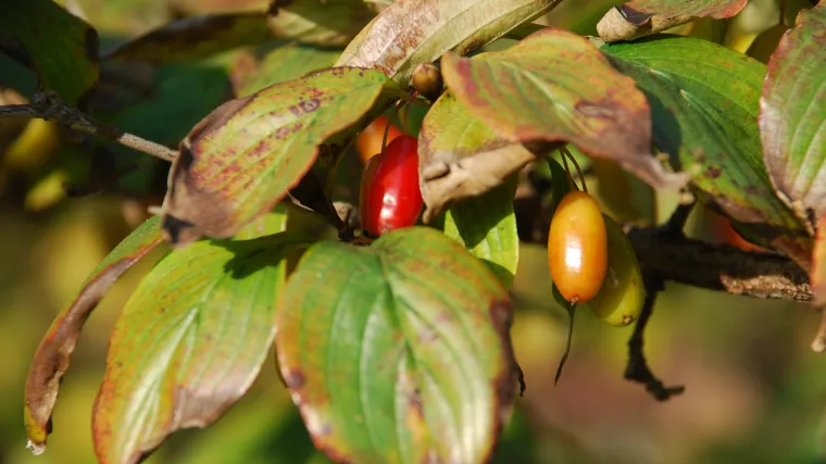 &Scaron;to znate o biljci - Indijska žižula