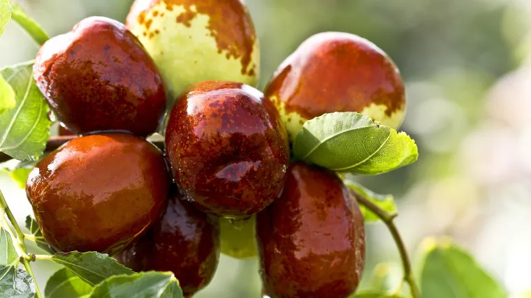 Žižula drvo - &Scaron;to znate o biljci žižula?