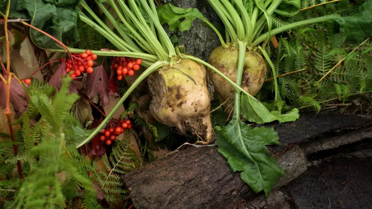 &Scaron;ećerna repa - Uzgoj &scaron;ećerne repe u Hrvatskoj