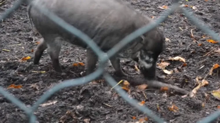VIDEO Ovo jo&scaron; nismo vidjeli! Svinje koriste alate koje smo i mi prije nekoliko tisuća godina
